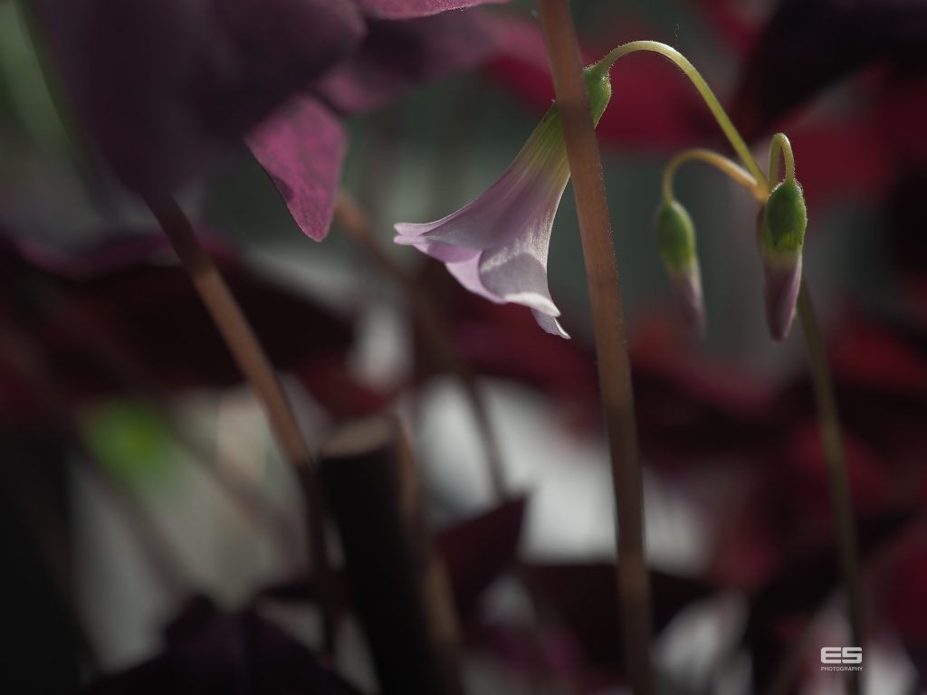 Olympus Zuiko 30 mm f3.5 Macro